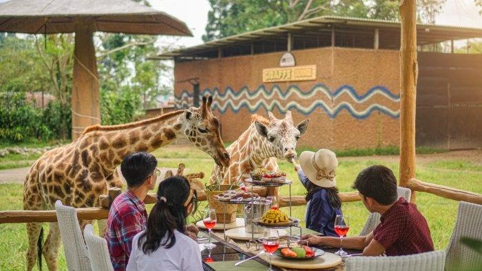 Makan Bersama Jerapah di Royal Safari Garden Bogor