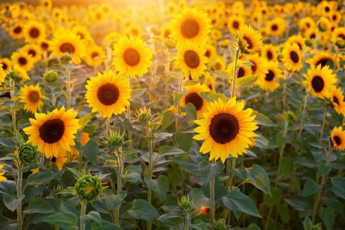 Ladang Bunga Matahari