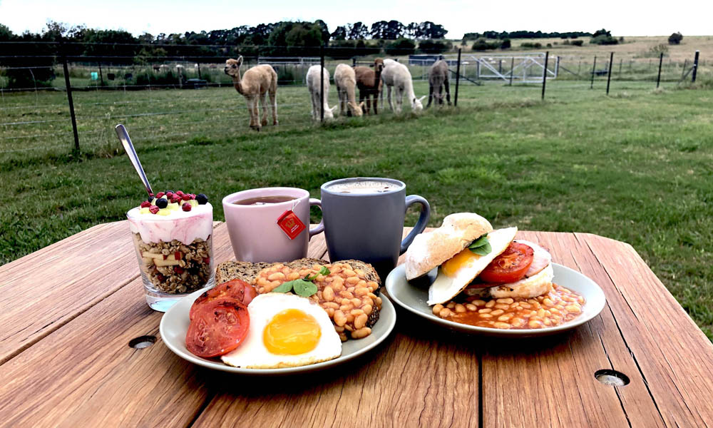 Brunch With Alpaca