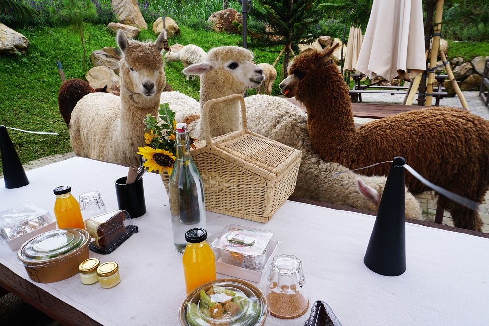 Brunch With Alpaca
