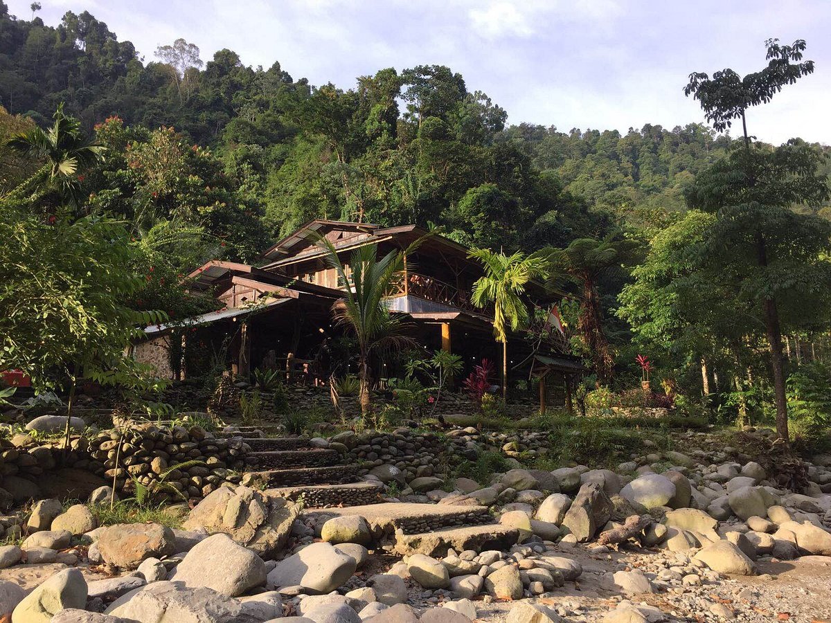 Rumah Pohon Bukit Lawang