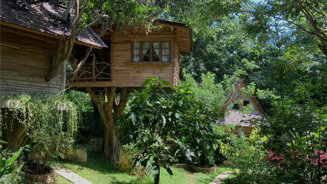 Root Tree House