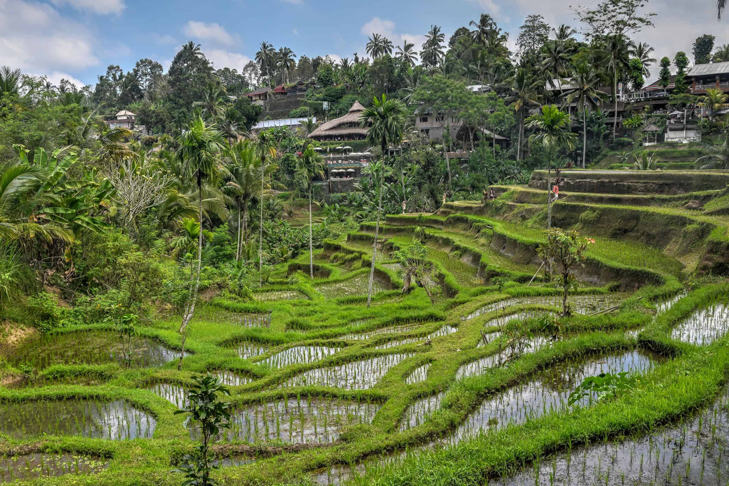 sawah terasering Tegallalang