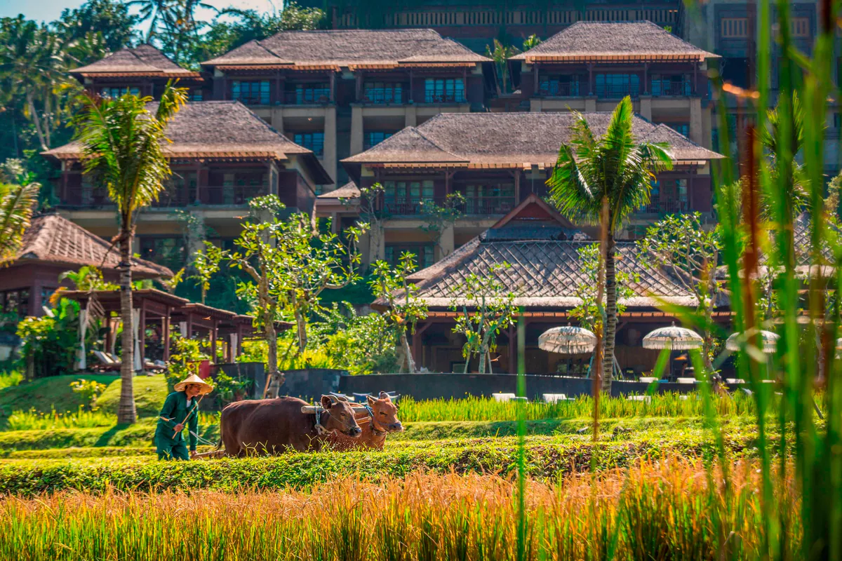 sawah terasering hijau dan hutan tropis