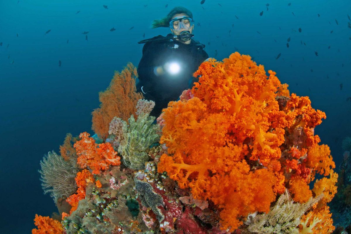 Penyewaan alat diving murex dive resort bangka